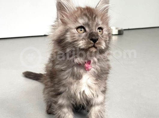 Blacksmoke Mainecoon Yavrulari 2 Aylik Secereli Ve Faturali görsel