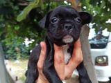 French Bulldog Yavrular