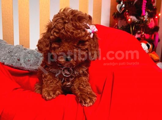 Orjinal Toy Poodle görsel