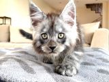 Blacksmoke Mainecoon Yavrulari 2 Aylik Secereli Ve Faturali