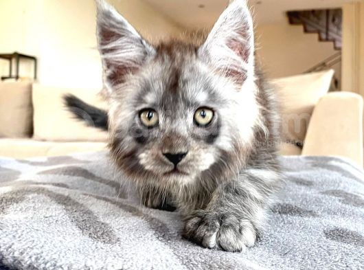 Blacksmoke Mainecoon Yavrulari 2 Aylik Secereli Ve Faturali görsel