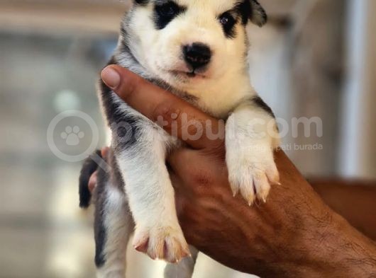 Husky Yavrular görsel