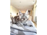 Blacksmoke Mainecoon Yavrulari 2 Aylik Secereli Ve Faturali