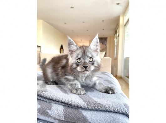 Blacksmoke Mainecoon Yavrulari 2 Aylik Secereli Ve Faturali görsel