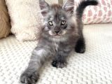 Blacksmoke Mainecoon Yavrulari 2 Aylik Secereli Ve Faturali