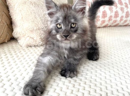 Blacksmoke Mainecoon Yavrulari 2 Aylik Secereli Ve Faturali görsel