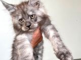 Blacksmoke Mainecoon Yavrulari 2 Aylik Secereli Ve Faturali