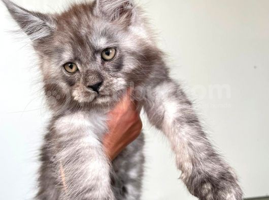 Blacksmoke Mainecoon Yavrulari 2 Aylik Secereli Ve Faturali görsel
