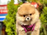 Ayıcık Surat Boo Pomeranian Yavrular