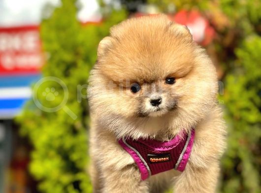 Ayıcık Surat Boo Pomeranian Yavrular görsel