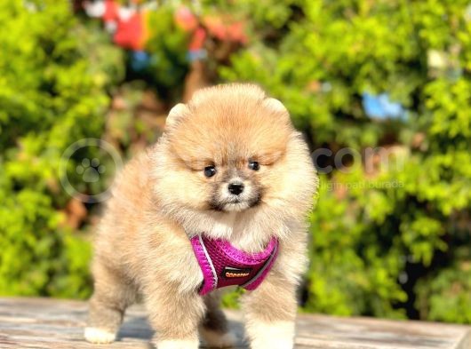 Ayıcık Surat Boo Pomeranian Yavrular