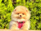 Safkan Teddy Bear Pomeranian Boo Yavrularımız
