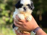 Orjinal Irk Shihtzu Bebeklerim