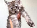 Blacksmoke Mainecoon Yavrulari 2 Aylik Secereli Ve Faturali