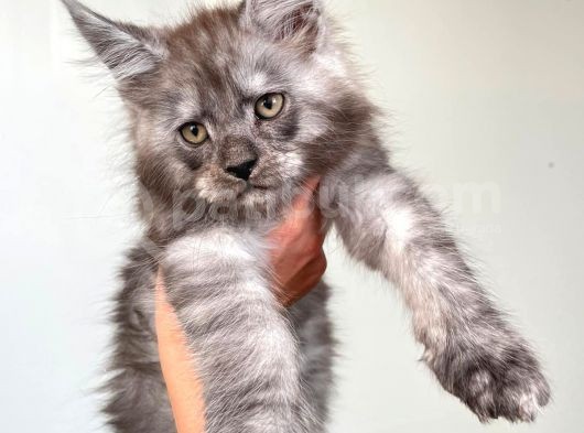 Blacksmoke Mainecoon Yavrulari 2 Aylik Secereli Ve Faturali görsel