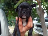 French Bulldog Yavrular