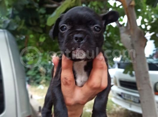 French Bulldog Yavrular