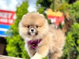 Ayıcık Surat Boo Pomeranian Yavrular