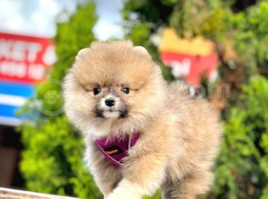 Ayıcık Surat Boo Pomeranian Yavrular görsel