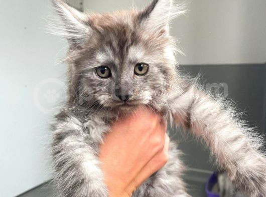 Blacksmoke Mainecoon Yavrulari 2 Aylik Secereli Ve Faturali görsel