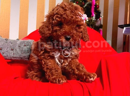 Orjinal Toy Poodle görsel