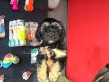 Phantom Toy Poodle Ayarında Maltipoo Yavrum