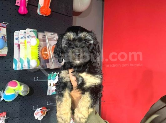 Phantom Toy Poodle Ayarında Maltipoo Yavrum
