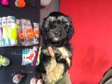 Phantom Toy Poodle Ayarında Maltipoo Yavrum