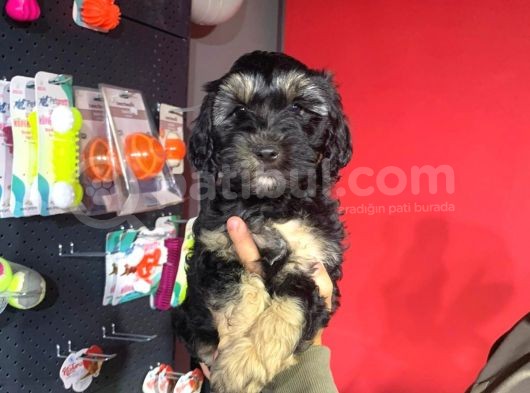 Phantom Toy Poodle Ayarında Maltipoo Yavrum görsel