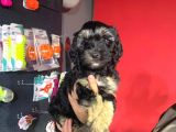 Phantom Toy Poodle Ayarında Maltipoo Yavrum