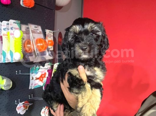 Phantom Toy Poodle Ayarında Maltipoo Yavrum görsel