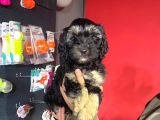 Phantom Toy Poodle Ayarında Maltipoo Yavrum