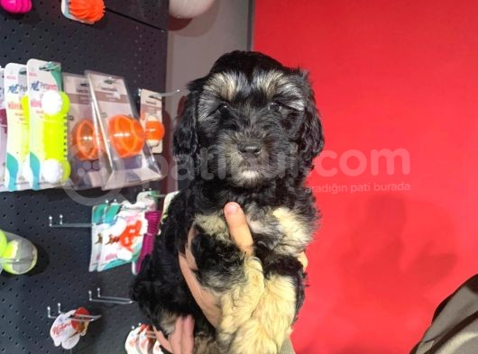 Phantom Toy Poodle Ayarında Maltipoo Yavrum görsel