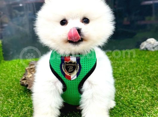 Teddybear Pomeranian Boo Oğlumuz görsel