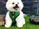 Teddybear Pomeranian Boo Oğlumuz