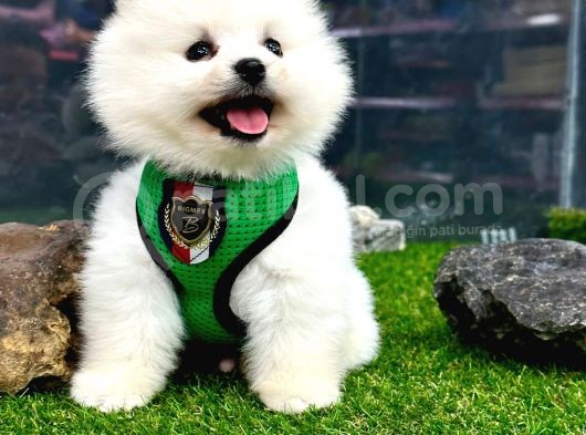 Teddybear Pomeranian Boo Oğlumuz görsel