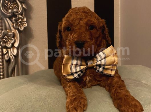 Çocuklarınıza Arkadaş Toypoodle Bebeklerimiz görsel