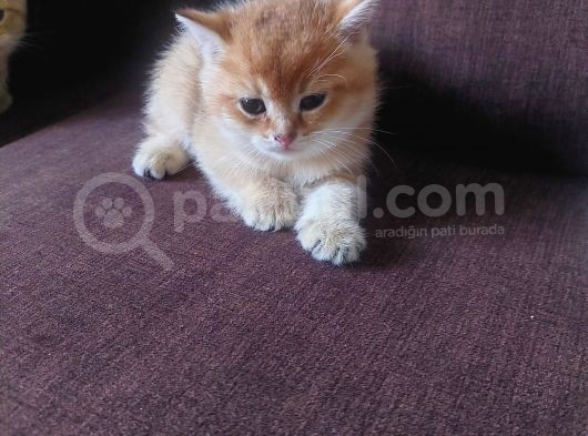 Yavru Kedı Oyuncu görsel