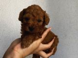 Karamelll.toypoodle’ın Bebeklerini Gördünüz Müü