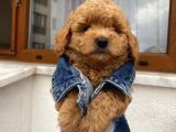 Karamelll.toypoodle’ın Bebeklerini Gördünüz Müü