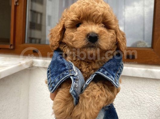 Karamelll.toypoodle’ın Bebeklerini Gördünüz Müü görsel