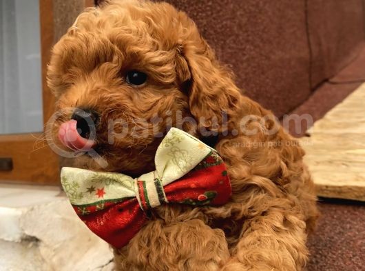 Karamelll.toypoodle’ın Bebeklerini Gördünüz Müü görsel