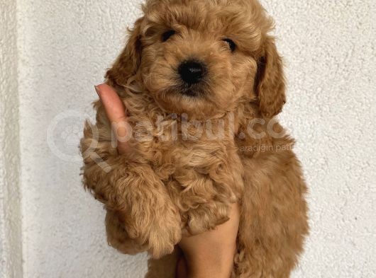 Karamelll.toypoodle’ın Bebeklerini Gördünüz Müü görsel