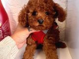 Red Brown Toy Poddle Yavrular