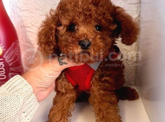 Red Brown Toy Poddle Yavrular görsel