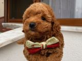 Çocuklarınıza Arkadaş Toypoodle Bebeklerimiz
