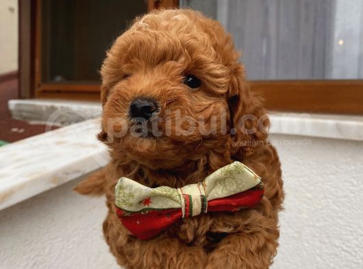Çocuklarınıza Arkadaş Toypoodle Bebeklerimiz görsel