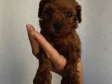 Sağlık Ve Ömür Boyu Irk Garantili Poodle Yavrularımız