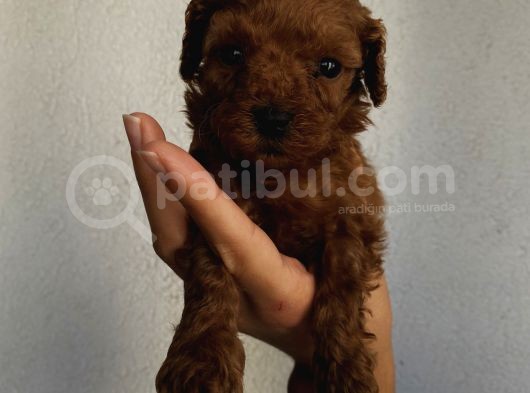Sağlık Ve Ömür Boyu Irk Garantili Poodle Yavrularımız görsel