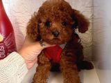 Red Brown Toy Poddle Yavrular